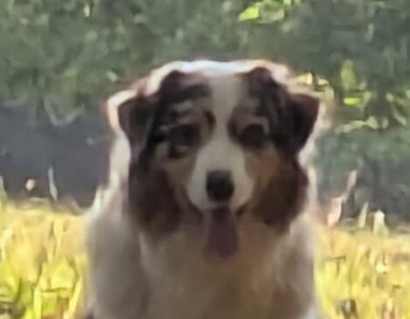 Australian Shepherd for sale by JAZKHAM
