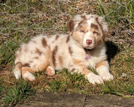 Australian Shepherd for sale by JAZKHAM