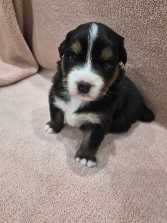 Australian Shepherd puppy for sale by JANDJSUTHERS