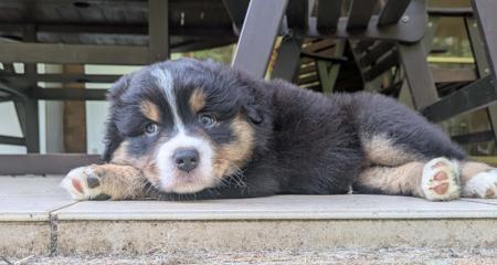 Australian Shepherd puppy for sale by JANDJSUTHERS