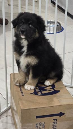 Australian Shepherd puppy for sale by JANDJSUTHERS