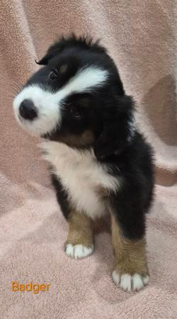 Australian Shepherd puppy for sale by JANDJSUTHERS