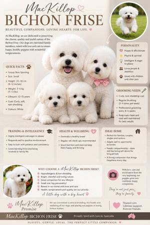 Bichon Frise puppy for sale by MACKILLOP