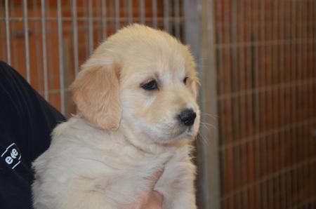 Golden Retriever puppy for sale by VOSPIEL