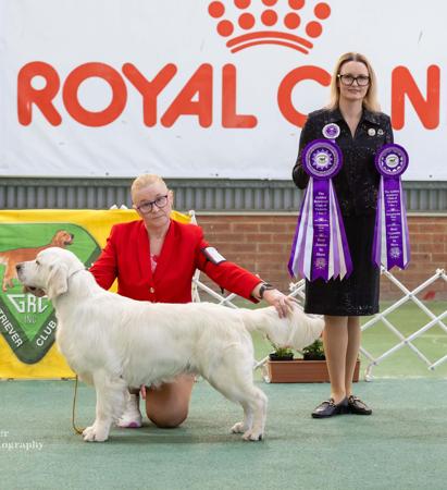 Golden Retriever for sale by VOSPIEL