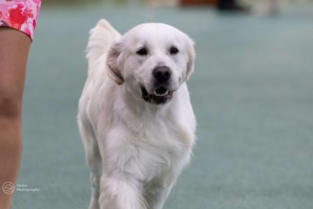 Golden Retriever for sale by VOSPIEL