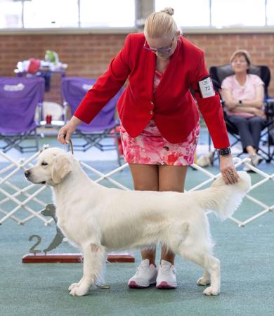 Golden Retriever for sale by VOSPIEL