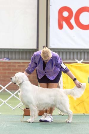 Golden Retriever for sale by VOSPIEL