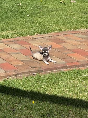 Chihuahua (Smooth Coat) for sale by DIVINECHI