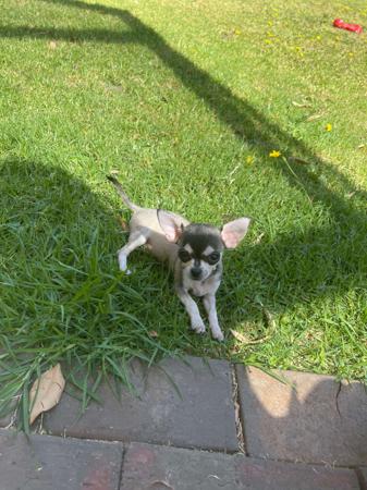 Chihuahua (Smooth Coat) for sale by DIVINECHI