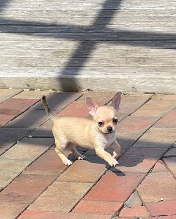 Chihuahua (Smooth Coat) for sale by DIVINECHI