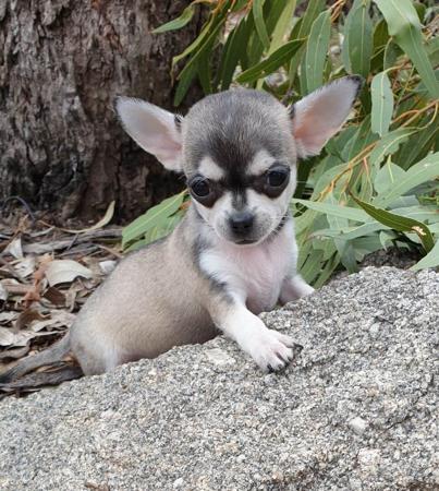 Chihuahua (Smooth Coat) for sale by DIVINECHI