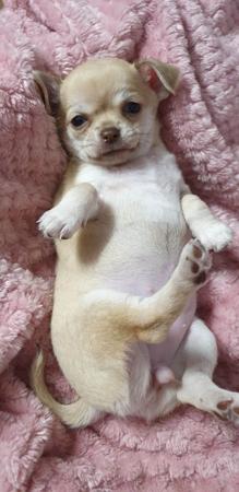 Chihuahua (Smooth Coat) for sale by DIVINECHI