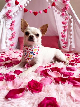 Izzendy Snowflake Chihuahua (Smooth Coat)
