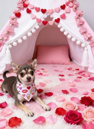 Meglitzy Lady Larila Chihuahua (Smooth Coat)
