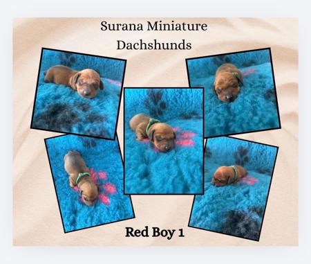 Dachshund (Miniature Smooth Haired) puppy for sale by SURANA