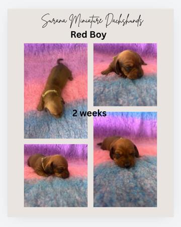 Dachshund (Miniature Smooth Haired) for sale by SURANA