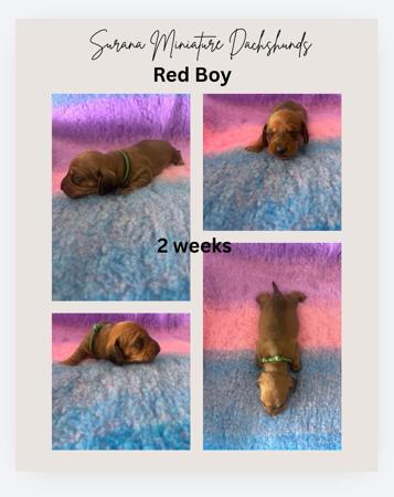 Dachshund (Miniature Smooth Haired) for sale by SURANA