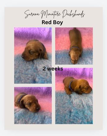Dachshund (Miniature Smooth Haired) for sale by SURANA
