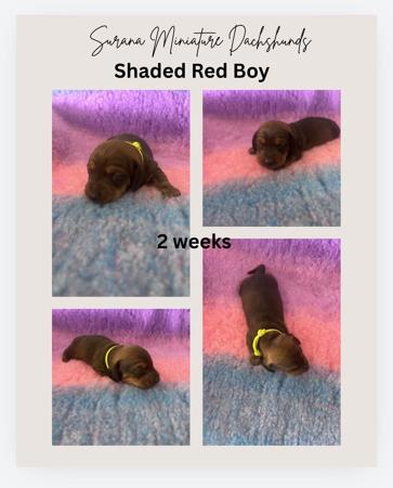 Dachshund (Miniature Smooth Haired) for sale by SURANA