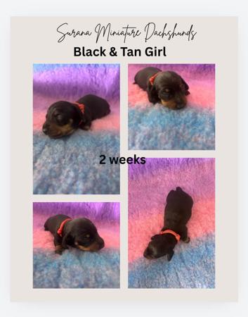Dachshund (Miniature Smooth Haired) for sale by SURANA
