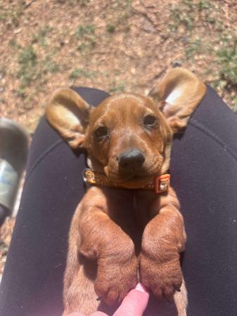 Dachshund (Miniature Smooth Haired) for sale by SURANA