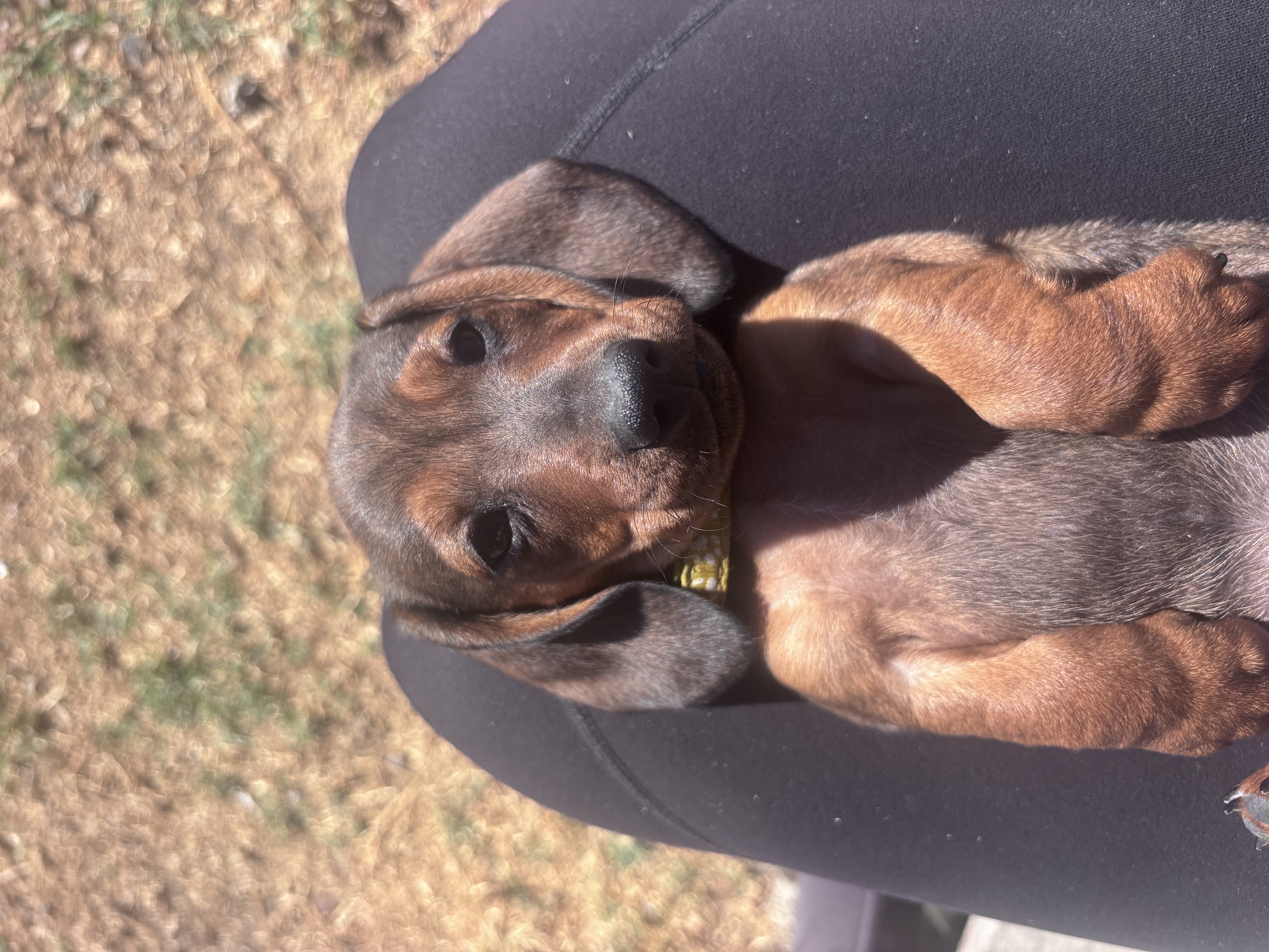 Dachshund (Miniature Smooth Haired) for sale by SURANA