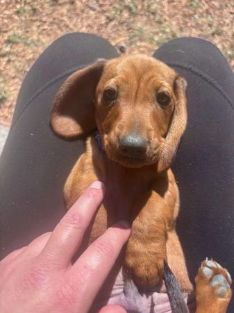 Dachshund (Miniature Smooth Haired) for sale by SURANA