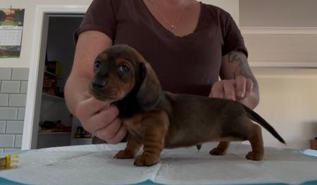 Dachshund (Miniature Smooth Haired) for sale by SURANA