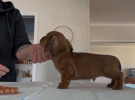 Dachshund (Miniature Smooth Haired) for sale by SURANA