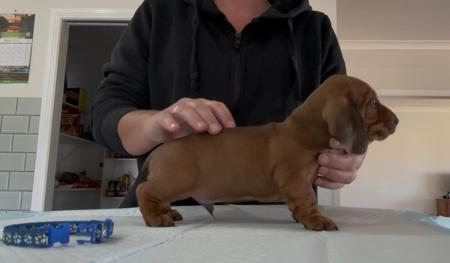Dachshund (Miniature Smooth Haired) for sale by SURANA