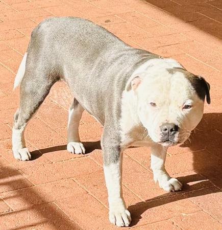 Staffordshire Bull Terrier for sale by MUNCHKID