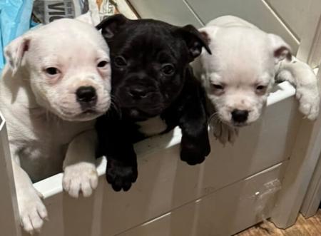 Staffordshire Bull Terrier for sale by MUNCHKID