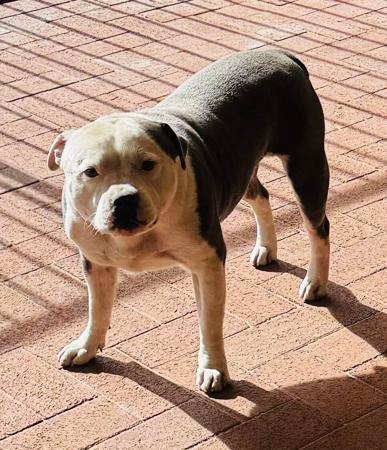 Staffordshire Bull Terrier for sale by MUNCHKID