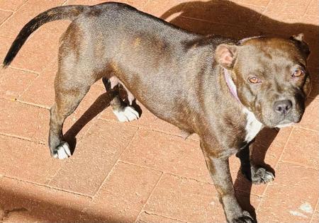 Staffordshire Bull Terrier for sale by MUNCHKID