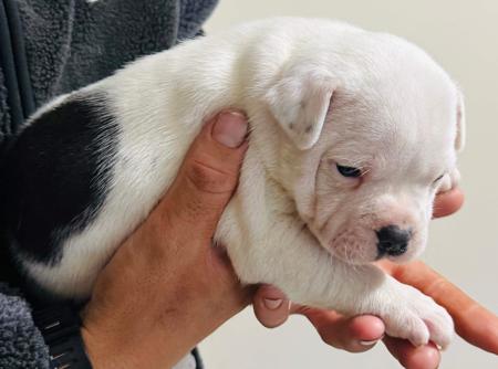 Staffordshire Bull Terrier for sale by MUNCHKID