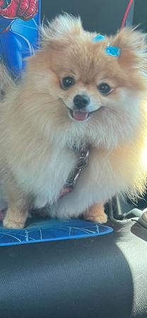 Pomeranian for sale by MORANNDO