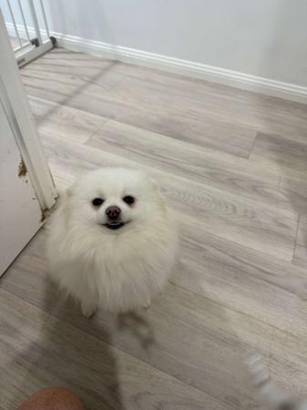 Pomeranian for sale by MORANNDO