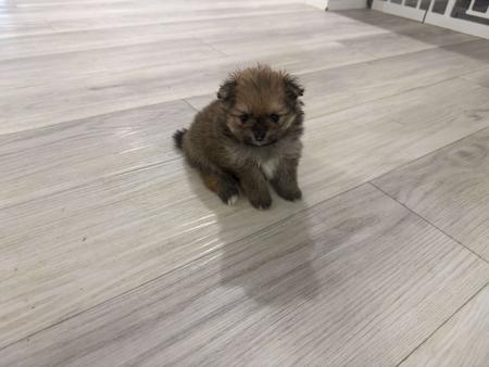 Pomeranian for sale by MORANNDO