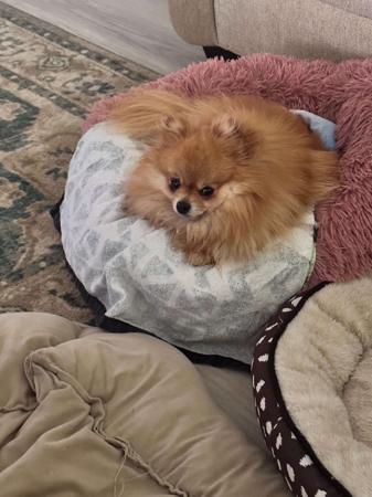 Pomeranian for sale by MORANNDO