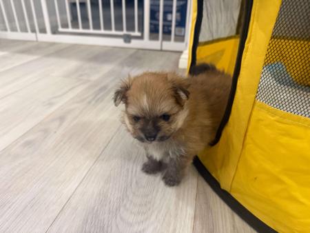 Pomeranian for sale by MORANNDO