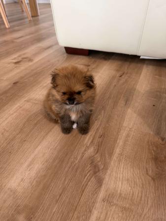 Pomeranian for sale by MORANNDO