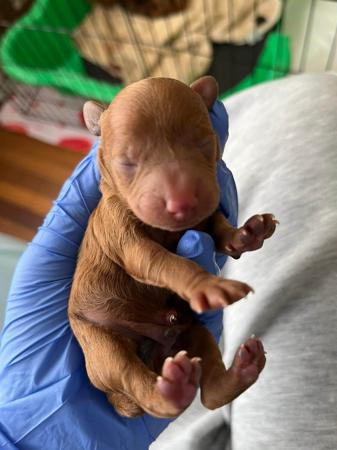 Poodle (Toy) for sale by CHAREMPIRE