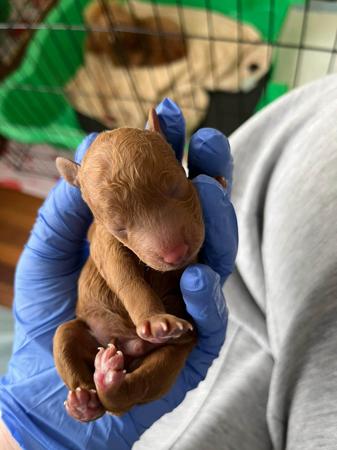 Poodle (Toy) for sale by CHAREMPIRE