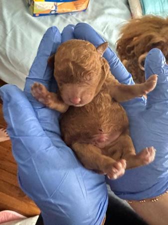 Poodle (Toy) for sale by CHAREMPIRE