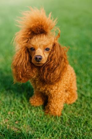 Poodle (Toy) for sale by CHAREMPIRE