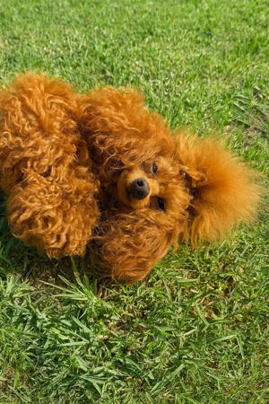 Poodle (Toy) for sale by CHAREMPIRE