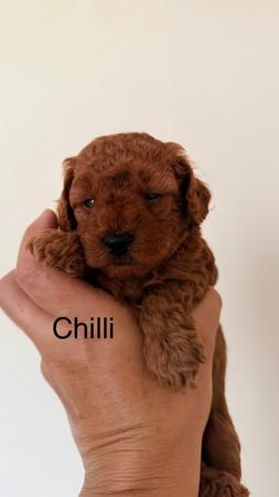 Poodle (Toy) puppy for sale by TOYPOODLEEMPIRE