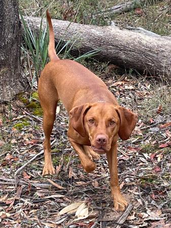 Hungarian Vizsla for sale by VIZSROL