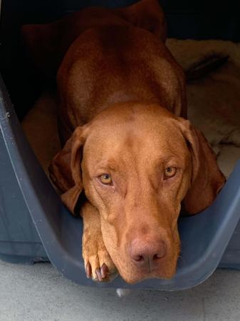Hungarian Vizsla for sale by VIZSROL